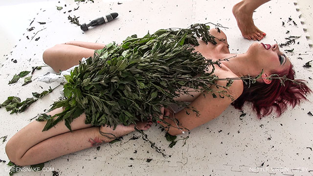 Nettle Virgin Jeby